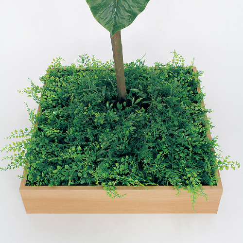 連接樹木 GR5045 H1800 480角 ウンベラータ(GR5045)_2