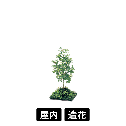 連接樹木 GR5062 H1000 450角 シェフレラ