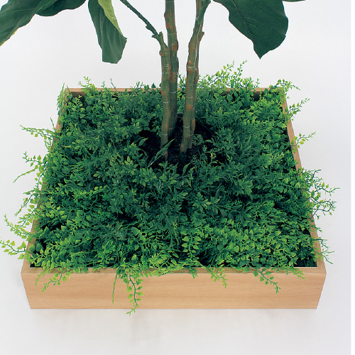 連接樹木 GR5043 H1150 480角 ウンベラータ(GR5043)_2