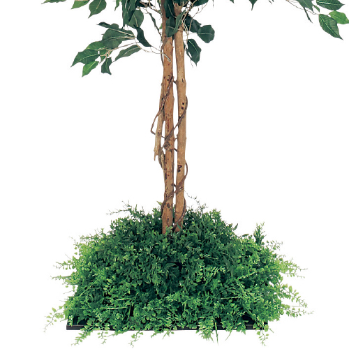 連接樹木 GR5055 H1300 450角 フィカスベンジャミン(GR5055)_2