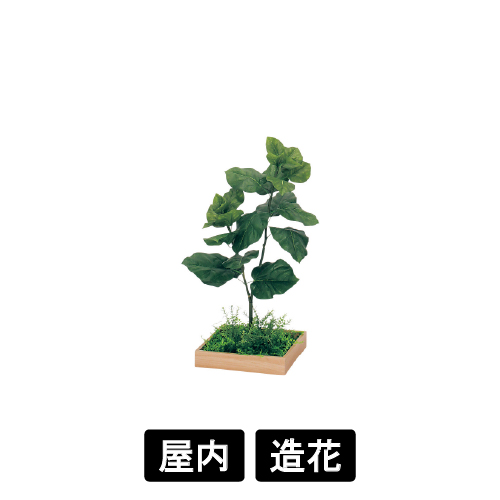 連接樹木 GR5042 H800 330角 ウンベラータ