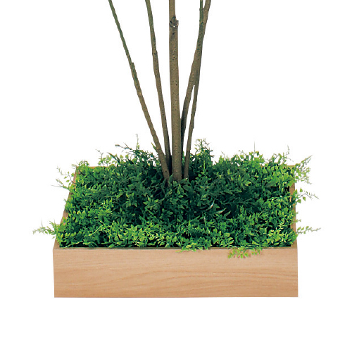 連接樹木 GR5044 H1500 480角 ウンベラータ(GR5044)_2