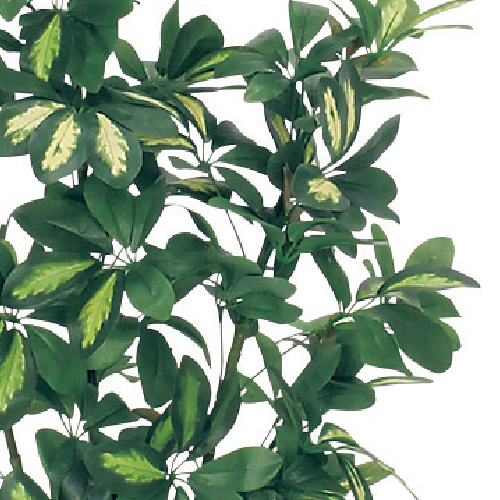 樹木プランター GR5022 H1500 シェフレラ(GR5022)_2